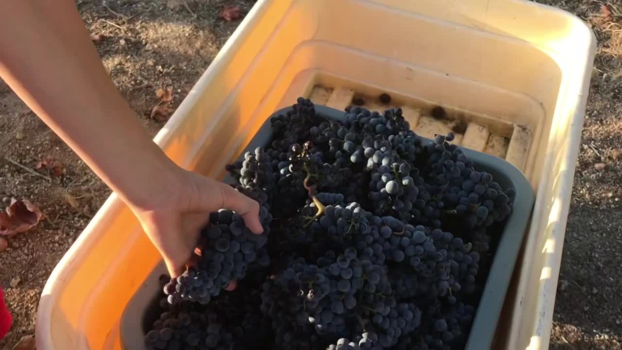 Thumbnail image for Cooking and Kids with Vlada Vladic - Home-Made Gnocchi