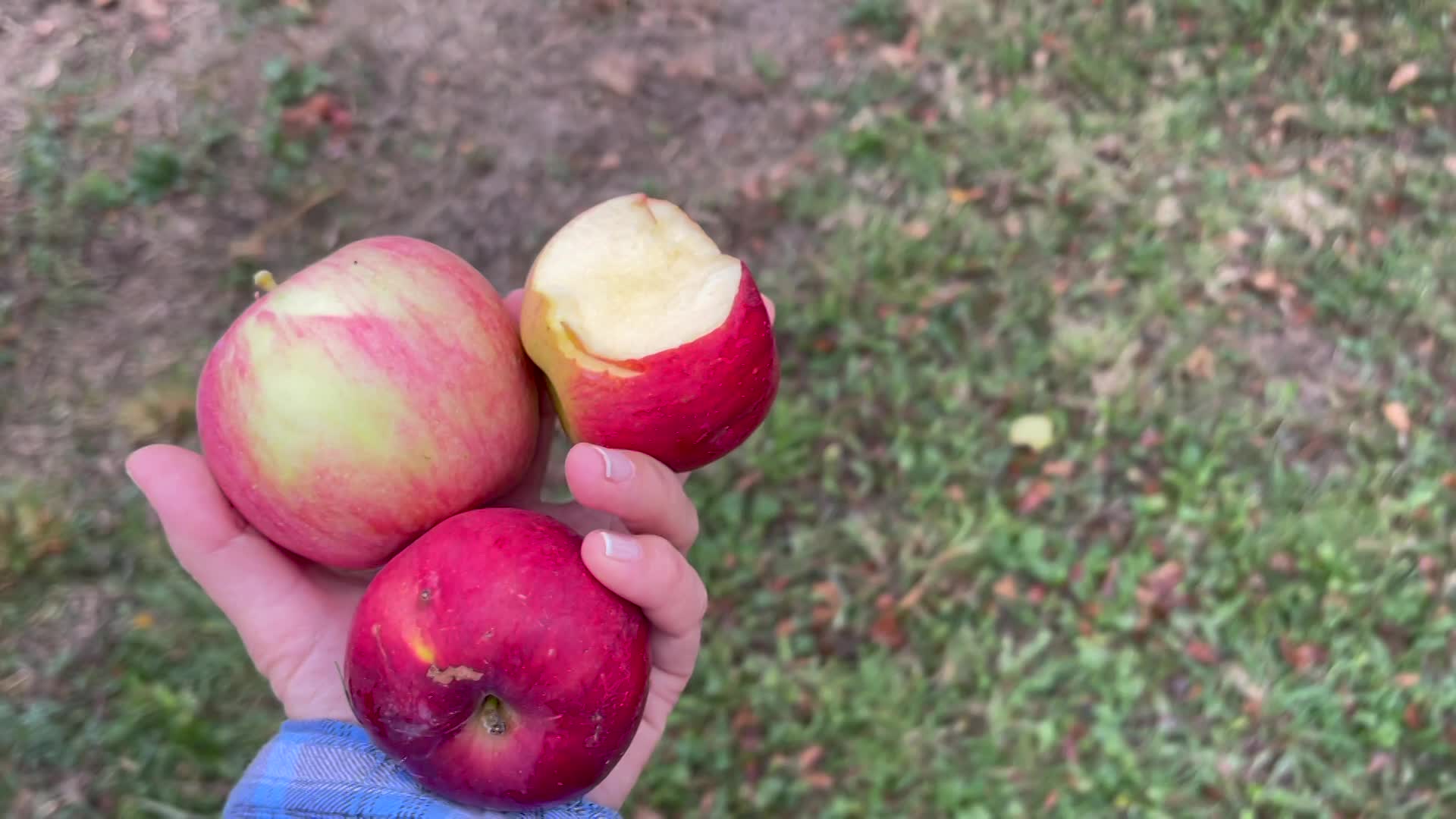 Thumbnail image for Cooking and Kids with Vlada Vladic - Where Apple Tree Grows