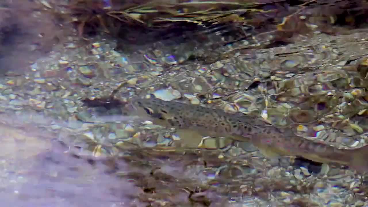 Thumbnail image for Into The Outdoors - The Ottaway, A River Reborn