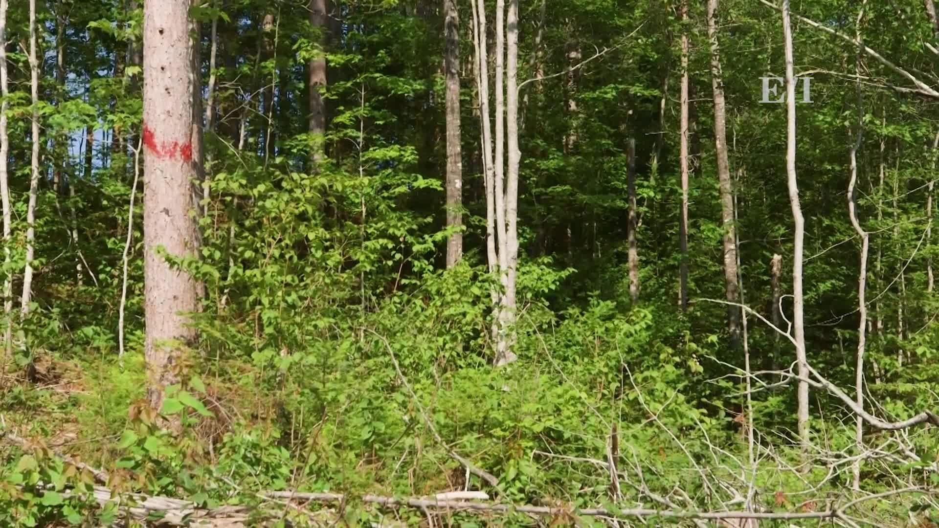 Into The Outdoors - Protecting Forests, Enhancing Lives